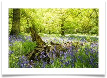 NorthumberlandBluebells - Jackie Tucker
